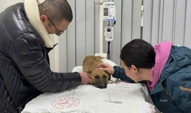 Sokak köpeğine hızlı müdahale gönülleri fethetti: "Büyük bir algımız vardı, bunu kırdılar"