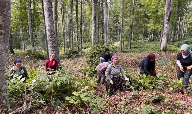Akçakoca'da ormanda gençleştirme yapıldı