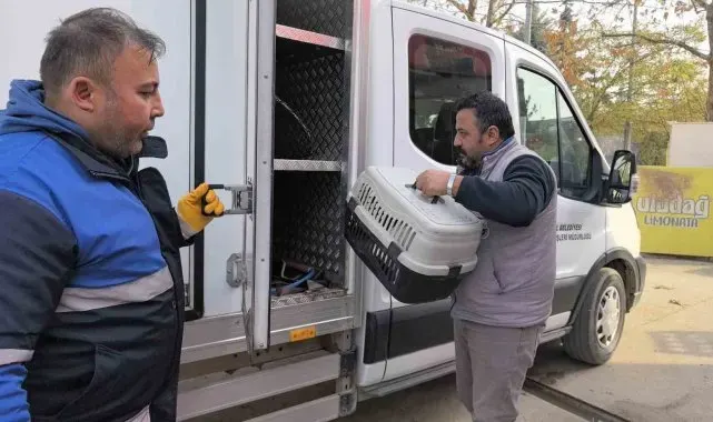 Bacağı kırılan kedi Devlet Hastanesi acile geldi, belediye sahip çıkıp tedaviye aldı