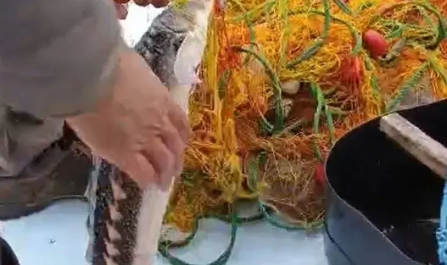 Karabigalı balıkçı nesli tükenmekte olan Mersin Balığı yakaladı