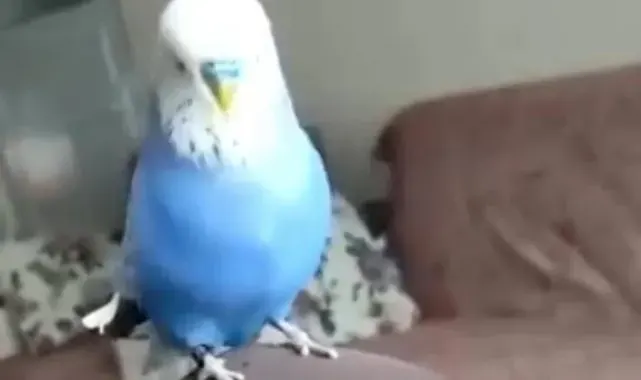 Sübhaneke okuyan muhabbet kuşu görenleri hayrete düşürdü