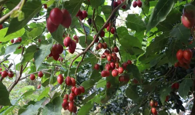 Güney Amerikalı 'Tamarillo' Rize'de 'Ağaç domatesi' oldu