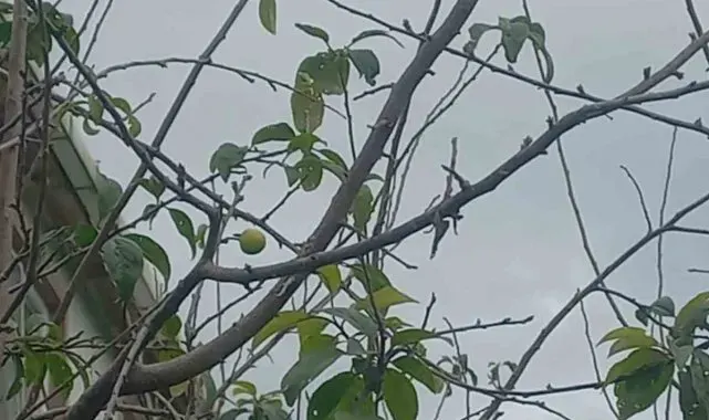 Sinop'ta erik ağacı kışın meyve verdi