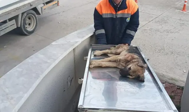 Otomobilin çarptığı köpeği belediye çalışanları kurtardı