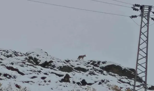 Hakkari'de gündüz vakti kurt görüntülendi