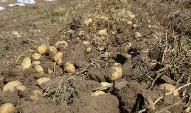 Konya Şeker'den üreticilere patates bedeli ödemesi