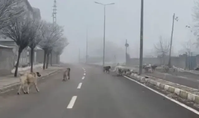 Patnos'ta başıboş köpekler tehlike saçıyor