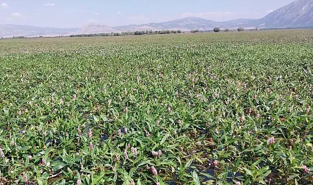 Işıklı Gölün 12 kilometrelik yeni rota doğaseverleri bekliyor