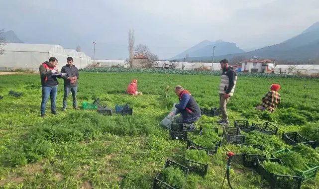 Eskişehir'de yaprağı yenen sebzelerde kalıntıyla mücadele çalışmaları devam ediyor
