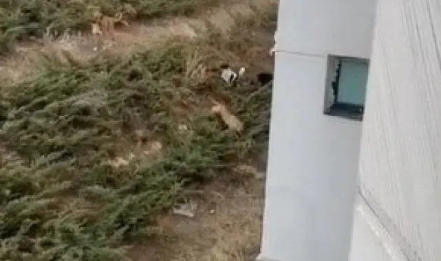 Çankaya'daki sahipsiz köpek sürüleri mahalle halkını tedirgin ediyor