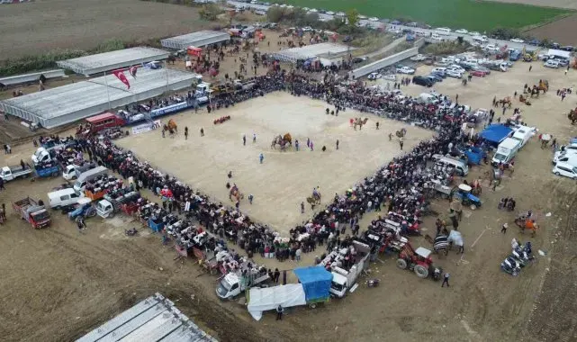 Yenipazar'da deve güreşi şenlikleri yapıldı