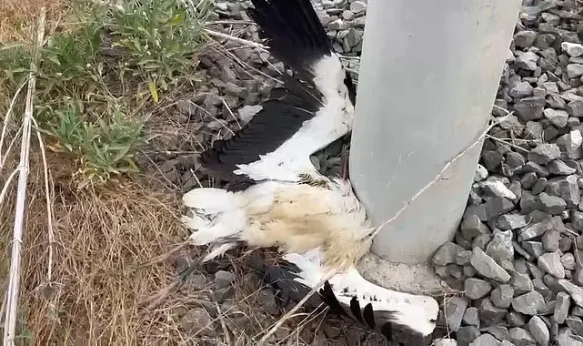 Kütahya'da çok sayıda leylek ölü bulundu