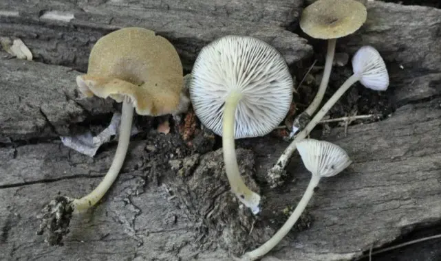Türkiye'de yetişen 'Entoloma' türü 4 yeni mantar keşfedildi