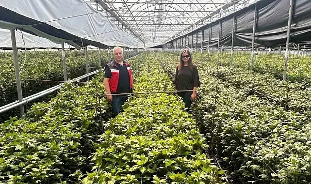 Simav'da kesme çiçek üreticilerine İBS ziyareti