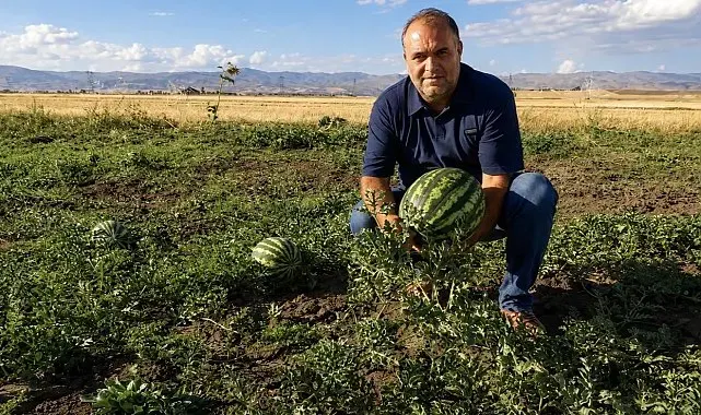 Ağrı'nın verimli tarlalarında yetişen kavun ve karpuzlar tezgâhlara hazırlanıyor