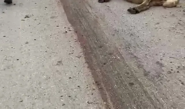 Amasya'da freni patlayan kamyon sürüdeki 17 koyunu telef etti
