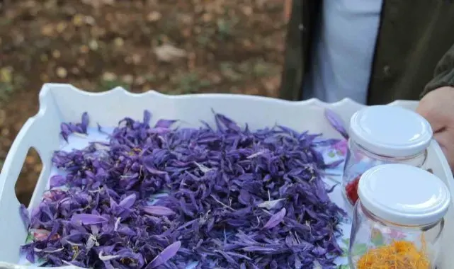Eğirdir'de kadın eli değiyor, safran üretimi katlanarak artıyor