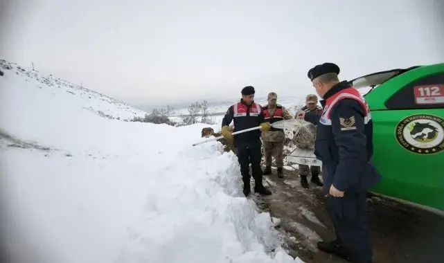 Tavuklara saldıran Vaşağa Erzincan jandarmasından şefkat