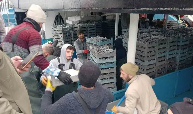 Karadeniz'den tonlarca hamsi çıktı