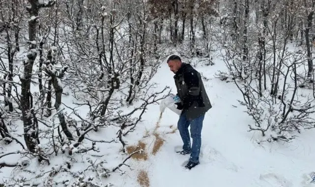 Siirt'te yaban hayvanları için doğaya yem bırakıldı