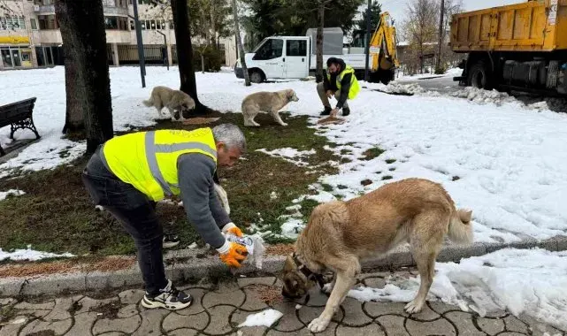 Ünye'de sokak hayvanlarına 23 ayda 24 ton mama verildi