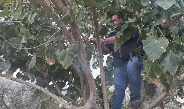 Buharkent'te ağaçlara kış bakımı