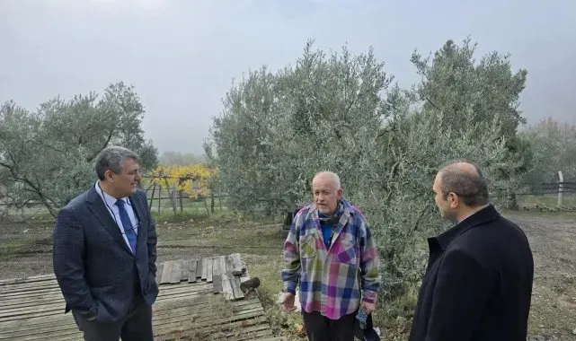 Asırlık zeytin ağaçları coğrafi işaretle tescillenecek