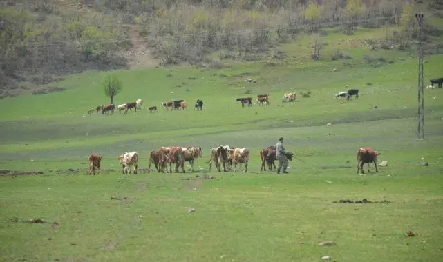 Aydın'da üreticilere hibe yem bitkisi tohumu dağıtılacak