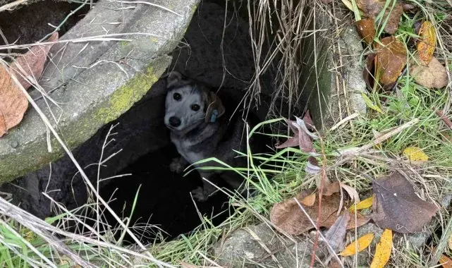 Kuyuya düşerek mahsur kalan sokak köpeğinin yardımına itfaiye koştu