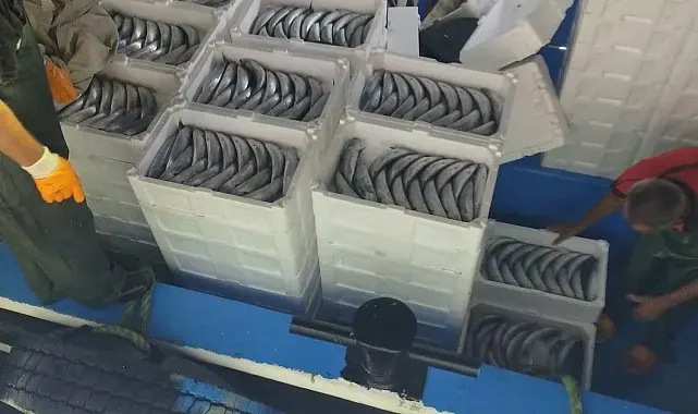 Sezonun ilk gününde avlanan palamutlar İnebolu Limanı'na geldi