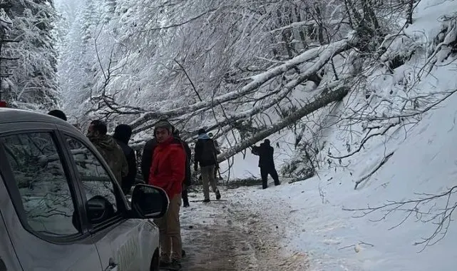 Kar ve tipiye dayanmayan ağaçlar Gölcük Tabiat Parkı yoluna devrildi