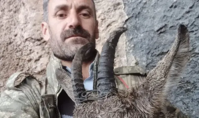 Doğada bitkin düşen dağ keçisi ekiplere teslim edildi
