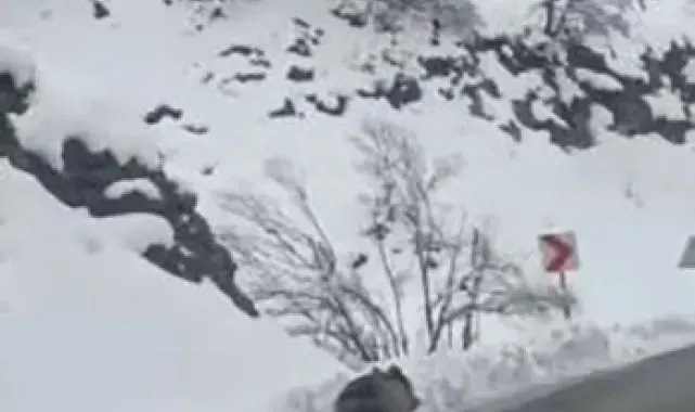 Tunceli'ye kış erken geldi, ayılar uyumayı unuttu