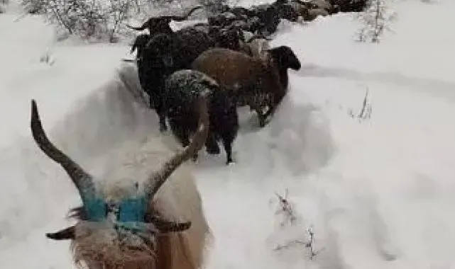 Artvin'de besicinin zorlu kar yolculuğu