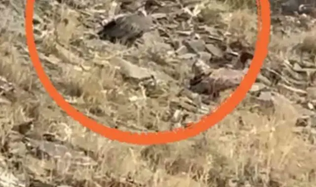 Yüksekova'da akbabalar sürü halinde görüntülendi
