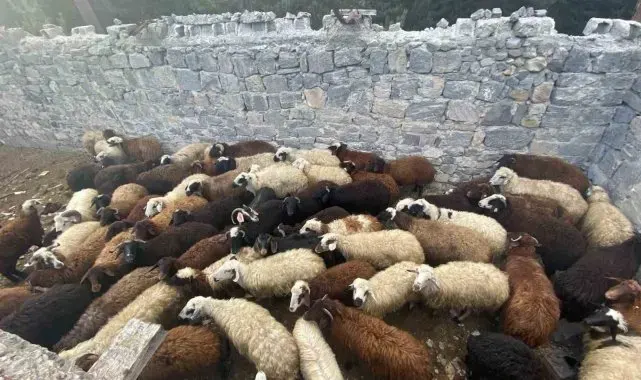 Sarıkamış'ta maskeli hırsızlar tarafından çalınan hayvanlar bulundu