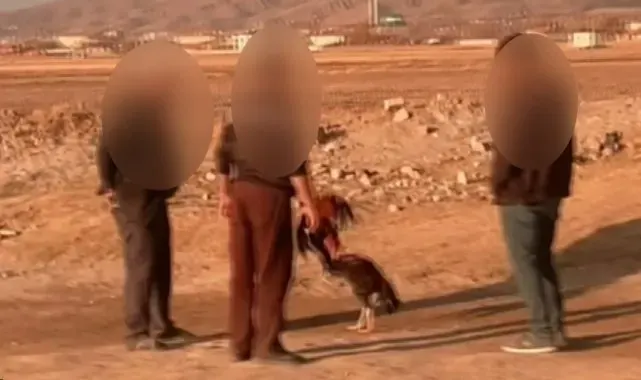Jandarmadan bahisli horoz dövüştürücülerine suçüstü baskın