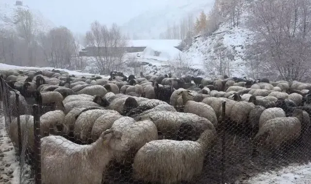 Muş'ta kar yağışı etkili oldu