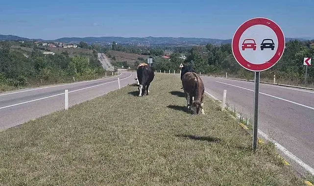 Kara yoluna çıkan başıboş hayvanlar tehlike saçıyor