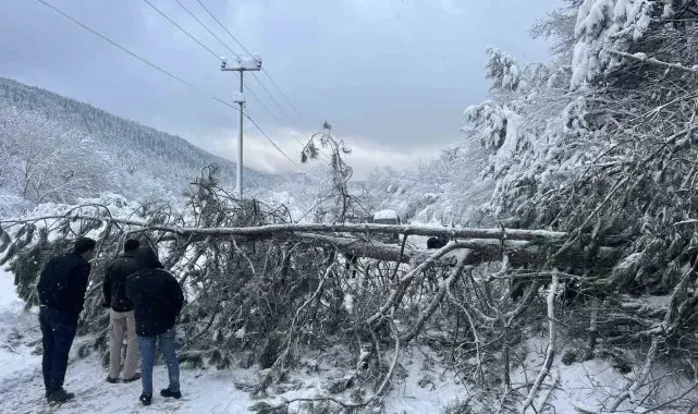 Abant yoluna ağaç devrildi, tatilciler yolda kaldı
