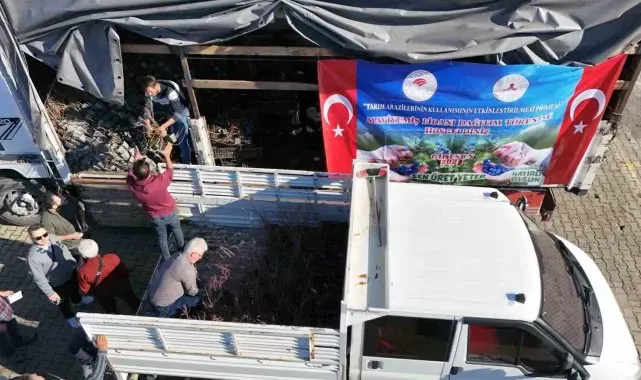 Giresun'da Maviyemiş üretimi artıyor