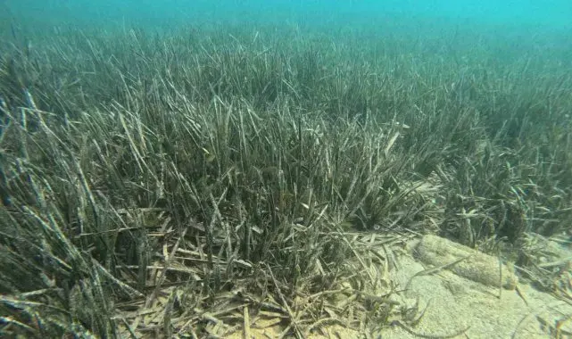 Doğu Akdeniz'de deniz çayırlarının son kalesi: Aydıncık