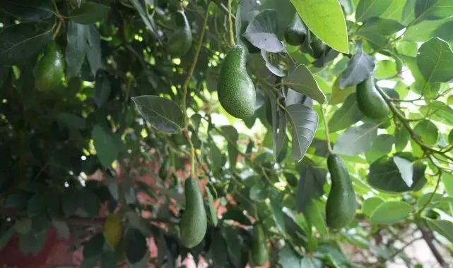 Anavatanı Meksika olan avokadoyu 14 yıldır Samsun'da üretiyor
