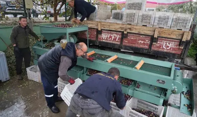 Edremit Körfezi'ndeki zeytin işletmelerinde elek mesaisi başladı