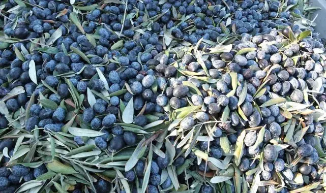 Balıkesir'de kuraklıktan büyüyemeyen zeytin yüz güldürmedi