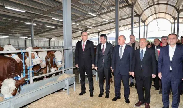 Ordu'da üreticilere gebe düve dağıtımı gerçekleştirildi