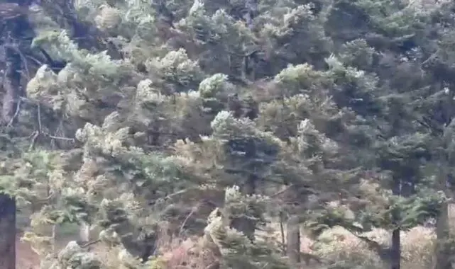 Bolu'da kuvvetli rüzgar etkili oluyor