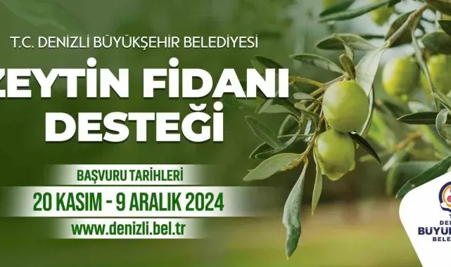 Denizli Büyükşehir çiftçilere 50 bin zeytin fidanı dağıtacak