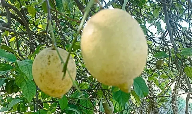 Ortaca'da limon ve greyfurt bahçelerinde incelemelerde bulunuldu