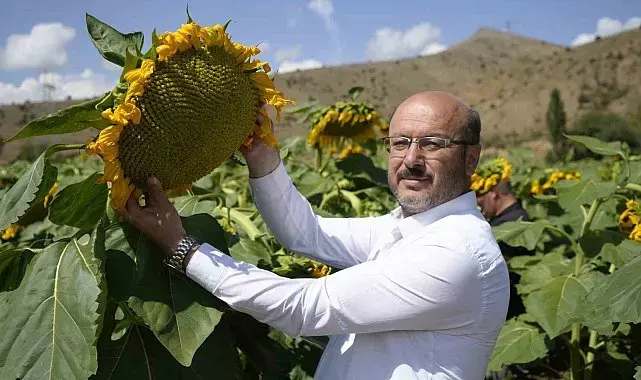 Gümüşhane'de ayçiçeği bereketi: 200 dönümden 60 ton rekolte bekleniyor
